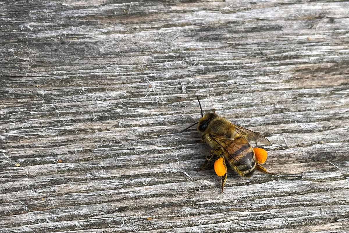 Honigbiene mit Pollen